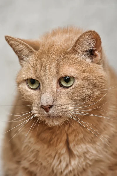 O gato vermelho com olhos verdes olha — Fotografia de Stock