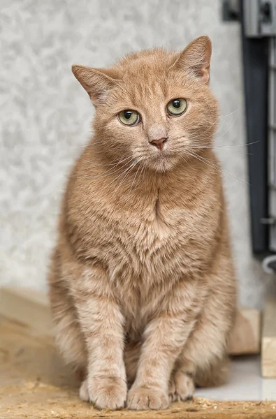 El gato rojo con los ojos verdes se ve — Foto de Stock