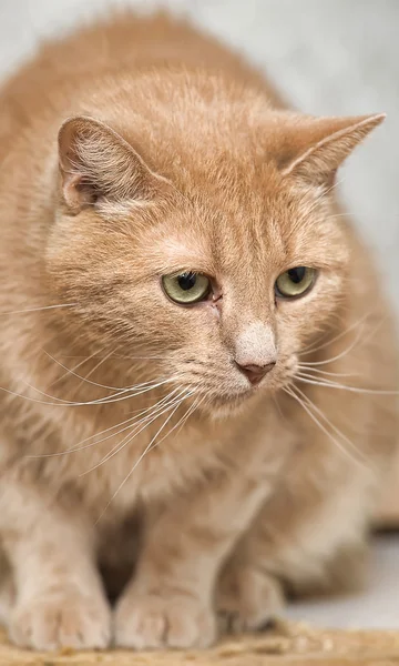 Die rote Katze mit grünen Augen sieht aus — Stockfoto