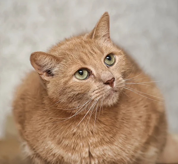 Röd katt med gröna ögon ser ut — Stockfoto