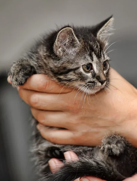 Котенок на руках — стоковое фото