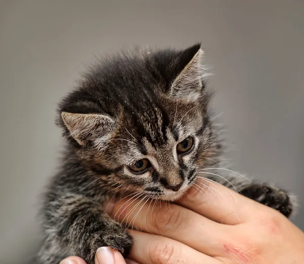 Kedi yavrusu kucağında — Stok fotoğraf