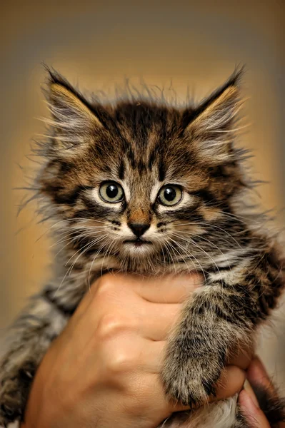 Fluffy tiger kitten — Stock Photo, Image