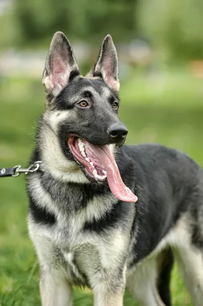 Beautiful German Shepherd Dog outdoors Stock Photo