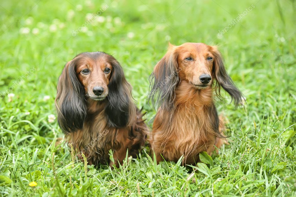 Two dachshunds — Stock Photo © evdoha #12137607