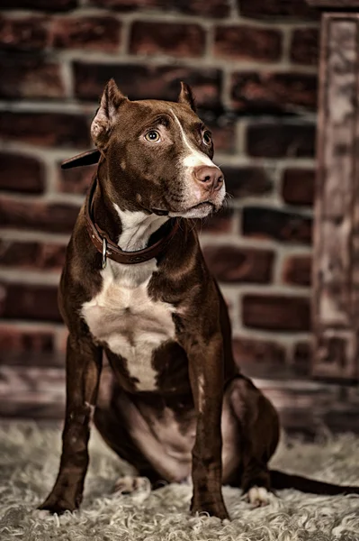 Студийный пес — стоковое фото