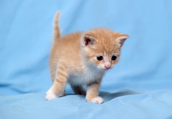 Красный котенок — стоковое фото