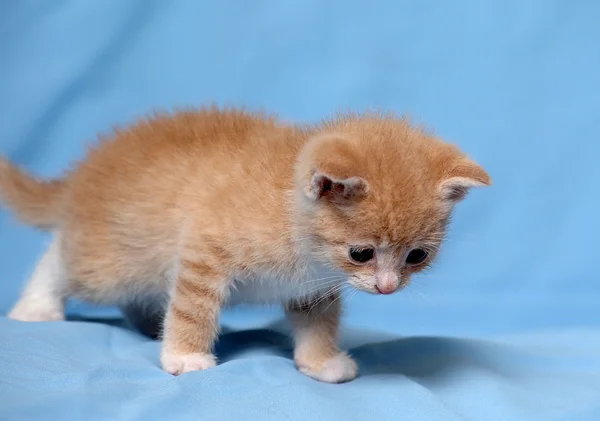 Little red kitten — Stock Photo, Image