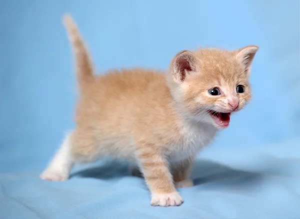 小さな赤い子猫 — ストック写真