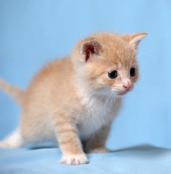 Malé červené kotě — Stock fotografie