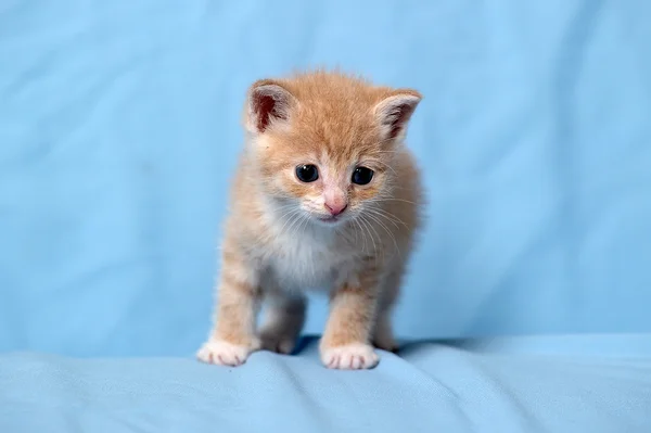 Mały kotek czerwony — Zdjęcie stockowe