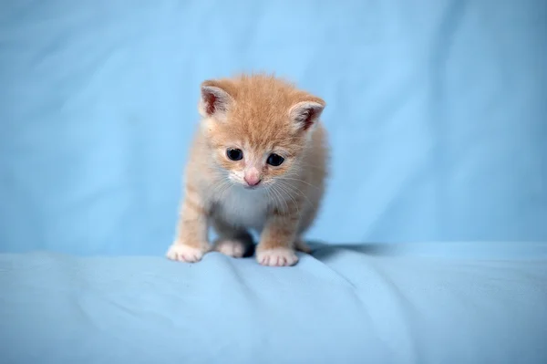작은 빨간 고양이 — 스톡 사진