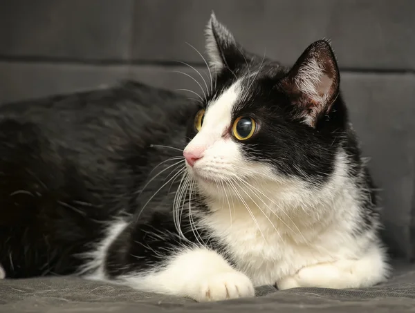 Чёрно-белая кошка — стоковое фото
