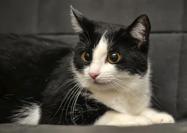 stock image Black and white cat