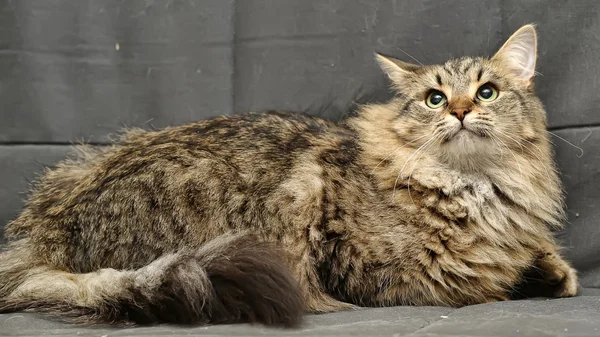 Pluizig Siberische Kat — Stockfoto