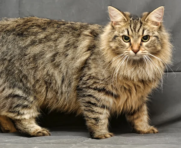 Пушистая сибирская кошка — стоковое фото