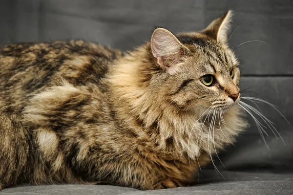 Пушистая сибирская кошка — стоковое фото