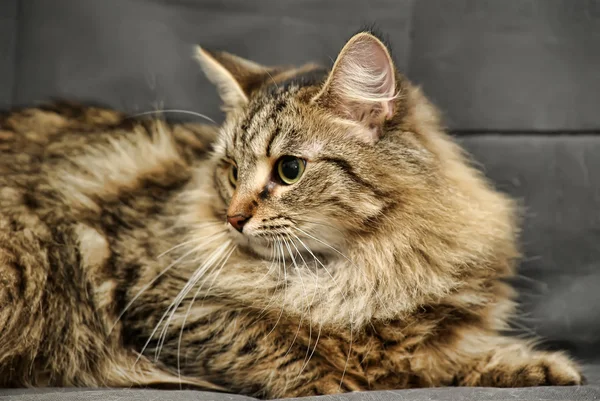 Gato siberiano esponjoso — Foto de Stock