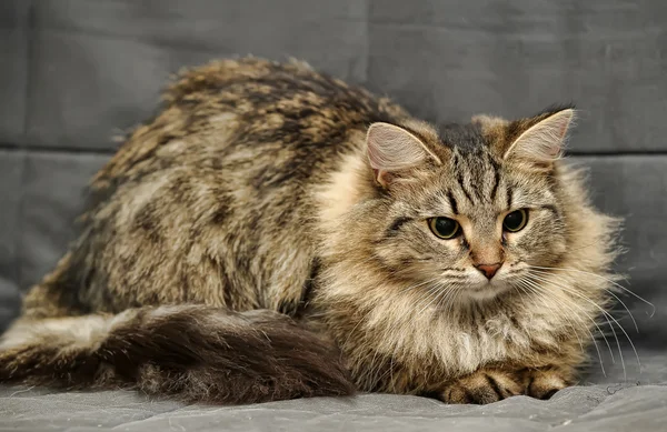 Gato siberiano fofo — Fotografia de Stock