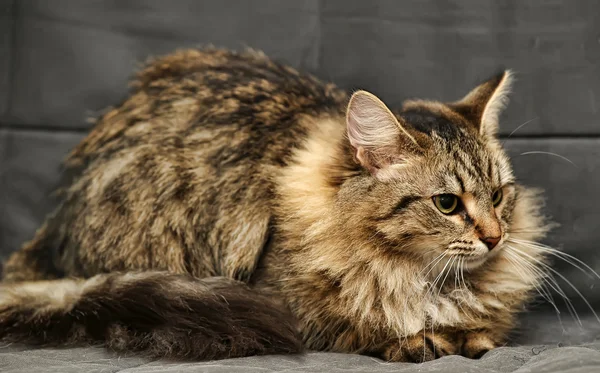 Gato siberiano esponjoso — Foto de Stock