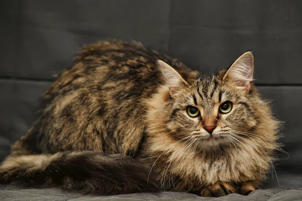 Gato siberiano esponjoso —  Fotos de Stock