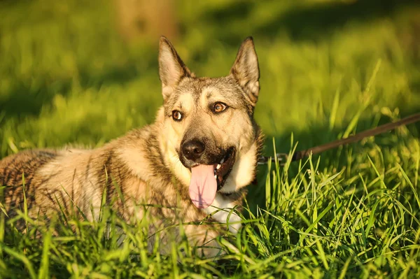 Brązowy pies w słońcu — Zdjęcie stockowe
