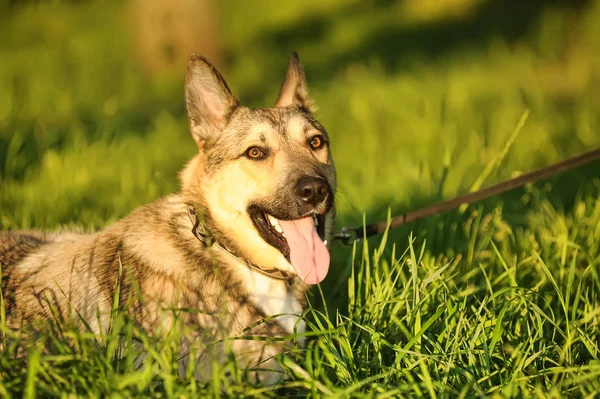 Perro marrón en el sol — Foto de Stock