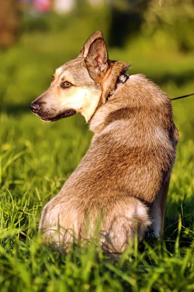 Brauner Hund in der Sonne — Stockfoto