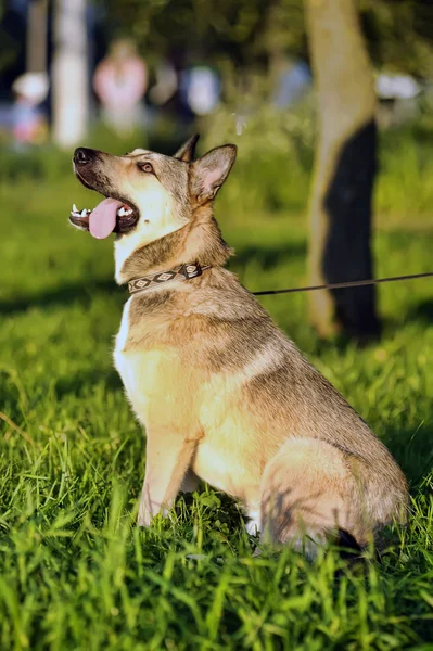 Stock image Brown dog in the sun