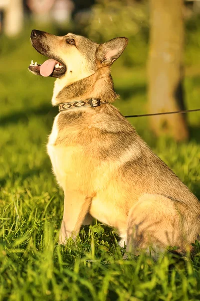 Barna kutya a nap — Stock Fotó
