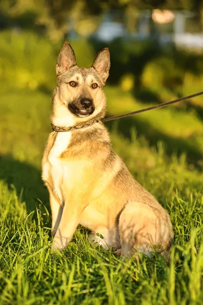 Brązowy pies w słońcu — Zdjęcie stockowe
