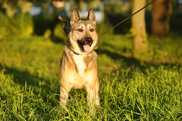 Bruine hond in de zon — Stockfoto