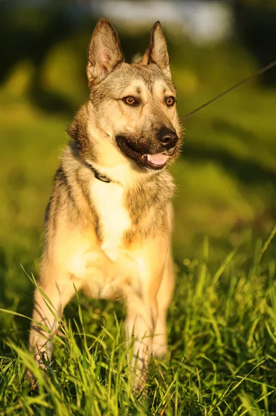 stock image Brown dog in the sun