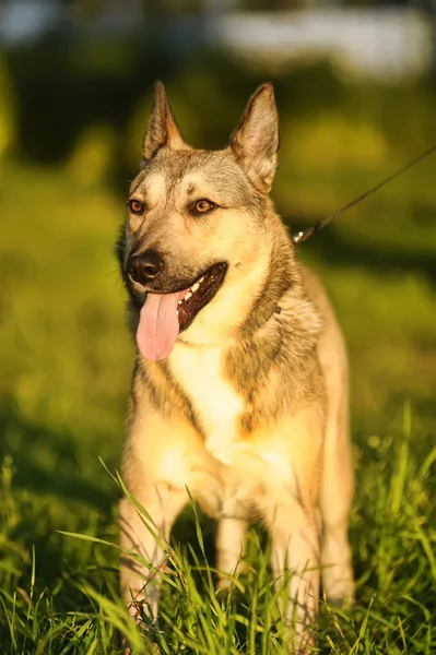Коричневий собака на сонці — стокове фото