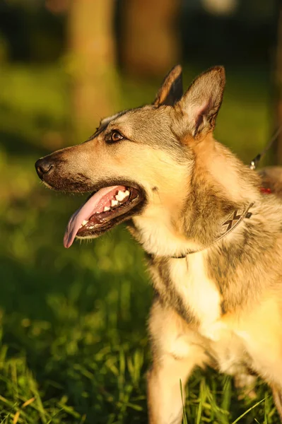 Güneş kahverengi köpek — Stok fotoğraf