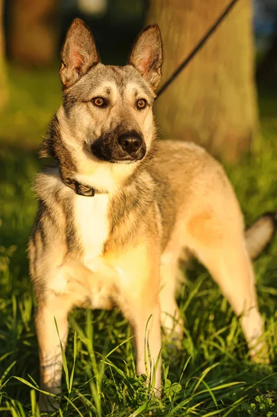 Bruine hond in de zon — Stockfoto