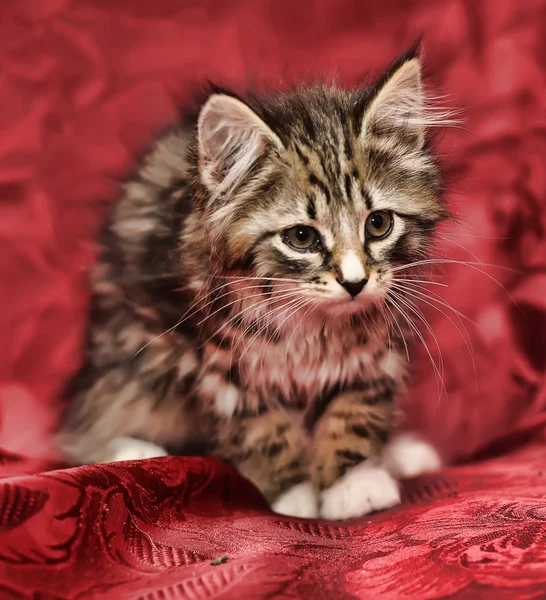 Kırmızı bir arka plan üzerinde küçük tüylü kedi — Stok fotoğraf