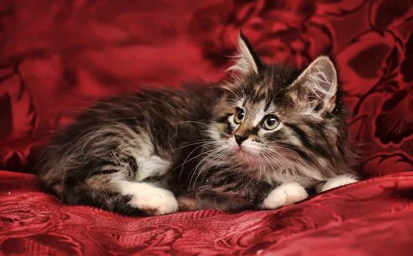 Σιβηρίας γατάκι σε κόκκινο φόντο — Φωτογραφία Αρχείου