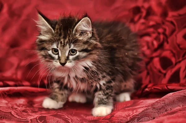 Siberian kitten on a red background — Stock Photo, Image