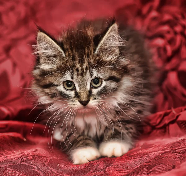Pequeño gatito esponjoso sobre un fondo rojo — Foto de Stock