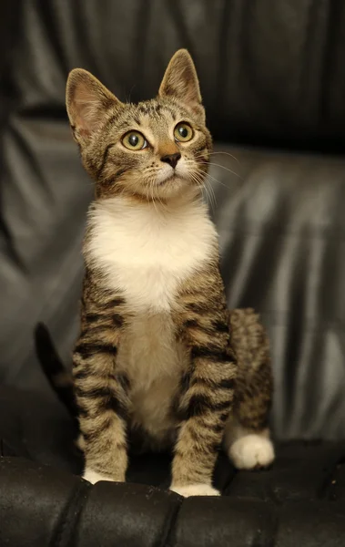 Таббі кіт з білою грудьми — стокове фото