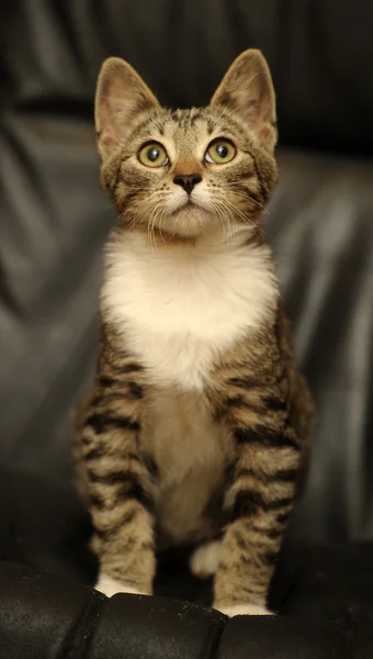 백색 가슴을 가진 줄무늬 고양이 — 스톡 사진