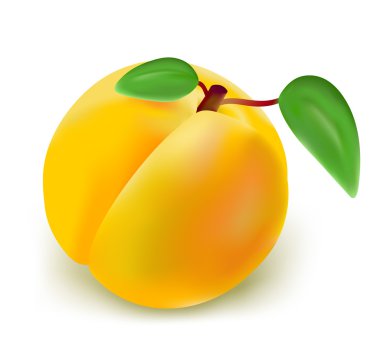 Apricot on white background clipart