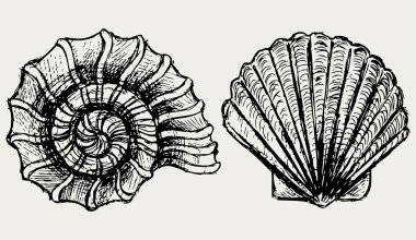 Sea snail and scallop shell clipart