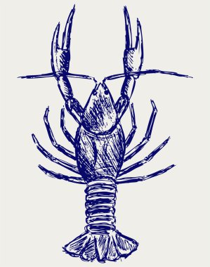 Crayfish sketch clipart