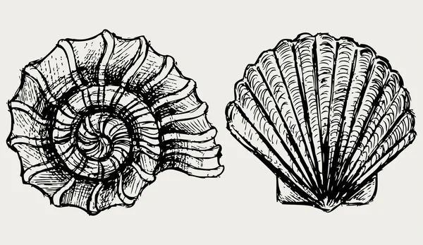 Deniz salyangoz ve tarak shell — Stok fotoğraf