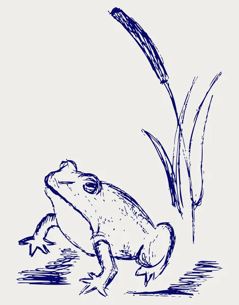 青蛙素描 — 图库照片