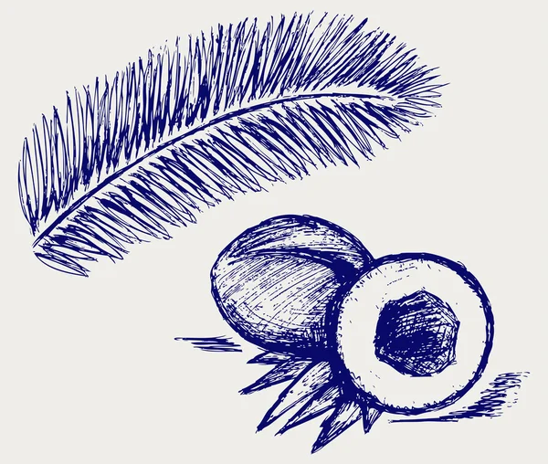 Kokosnoot en palm tree — Stockfoto