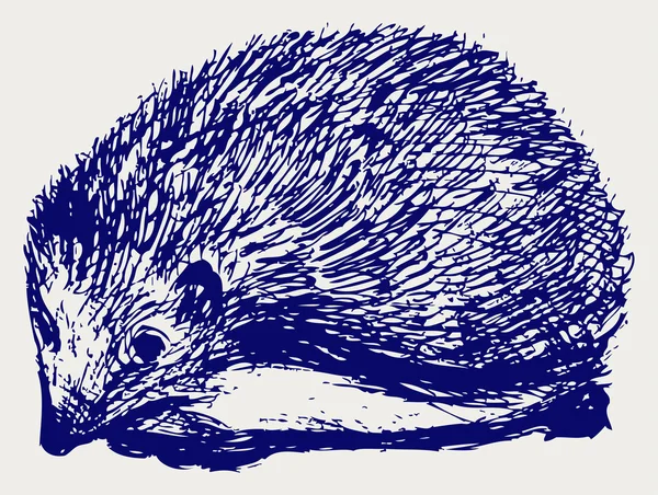 Hedgehog animal — Stock Photo, Image