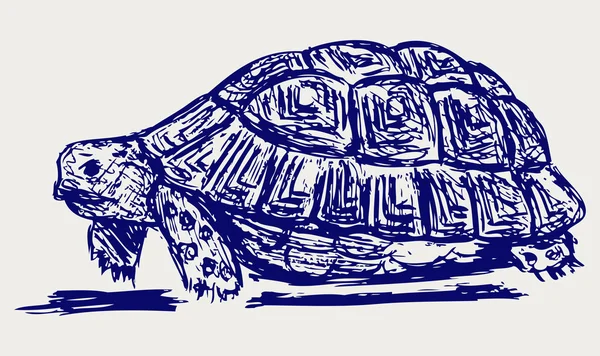 Kulak kaplumbağa — Stok fotoğraf